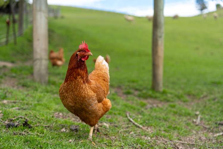 65 Gabriels Gully Road Lawrence_18