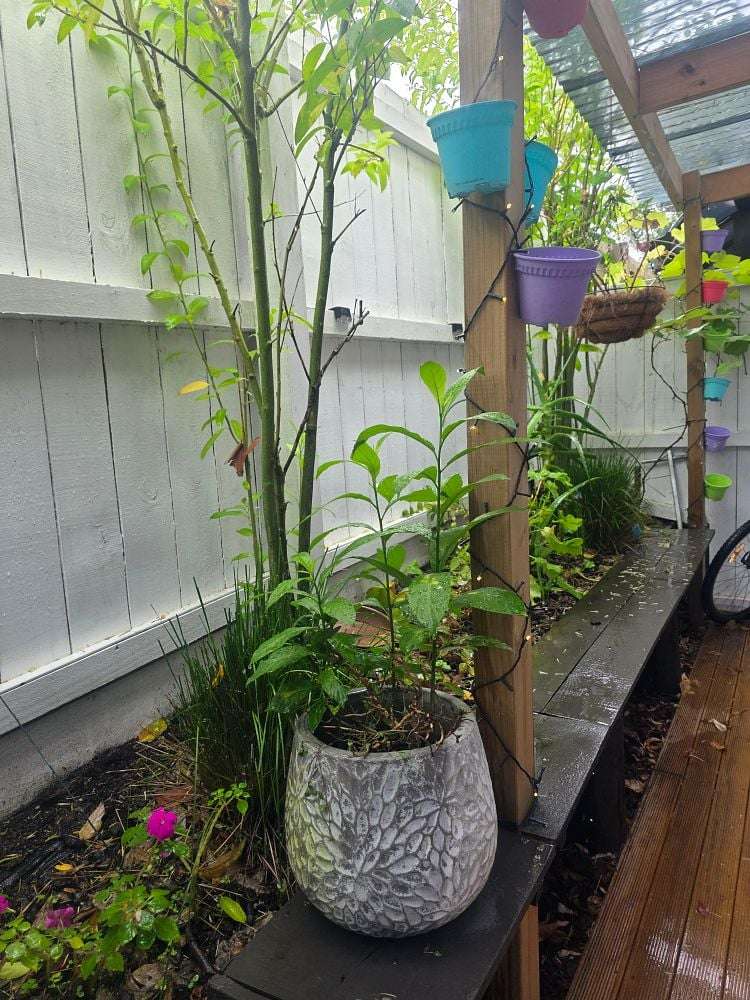 276B Pakuranga Road Pakuranga Heights_21