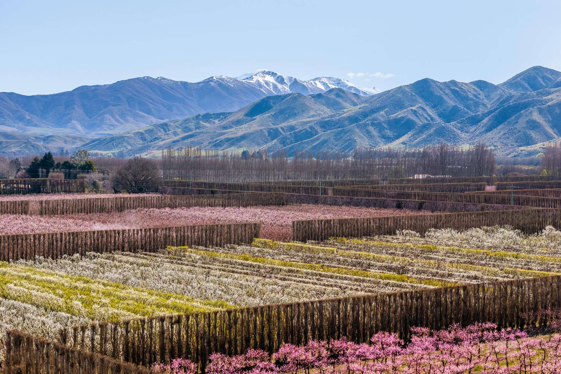 5221 Kurow Duntroon Road Duntroon_0