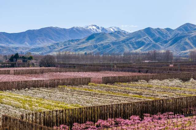 Premium Waitaki Orchard