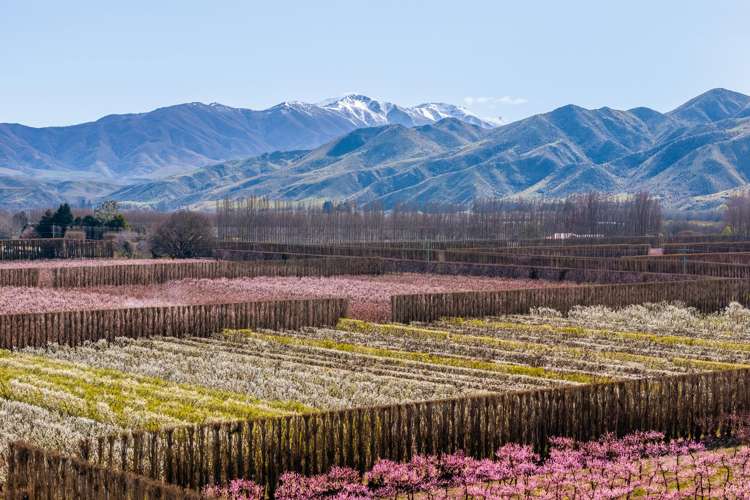 5221 Kurow Duntroon Road_0