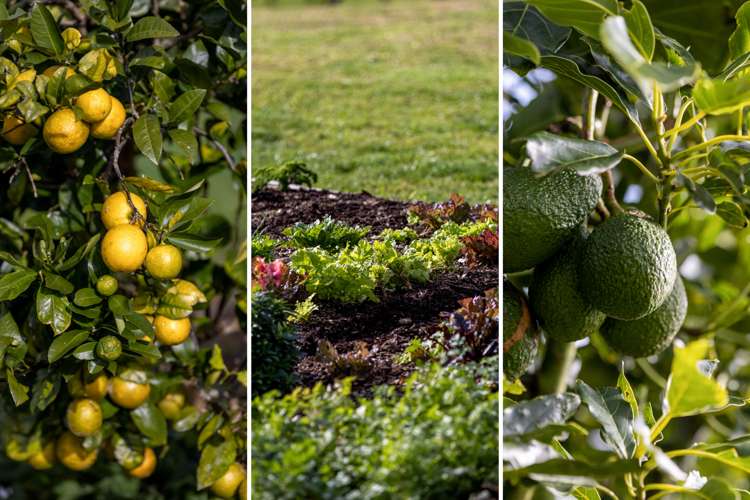 315 Ross Road Whakamarama_15