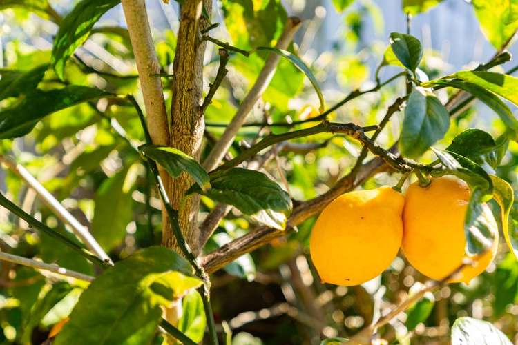 22 Kowi Lakes Drive One Tree Point_17