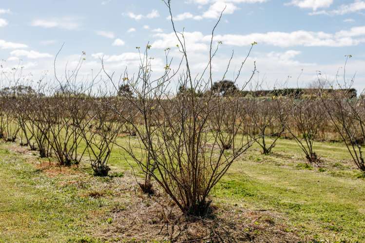 36 Hogbin Road Te Teko_23