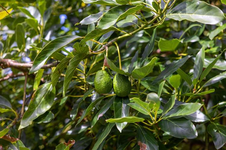 405 Cambridge Road Tauriko_22