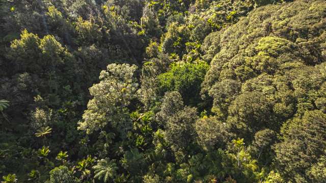 982B Manaia Road Coromandel_3