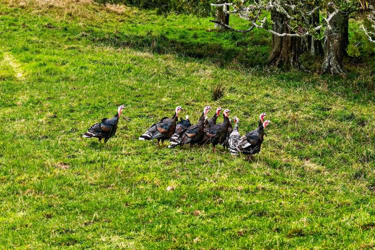 Lot 18 Kirk Road Maungaturoto_12