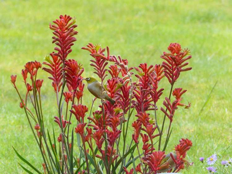 53 Kitewaho Road Swanson_35