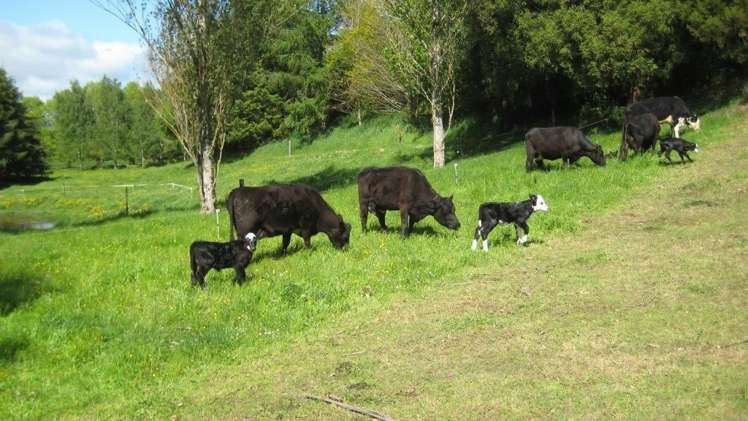 228 Smith Road Dannevirke_5