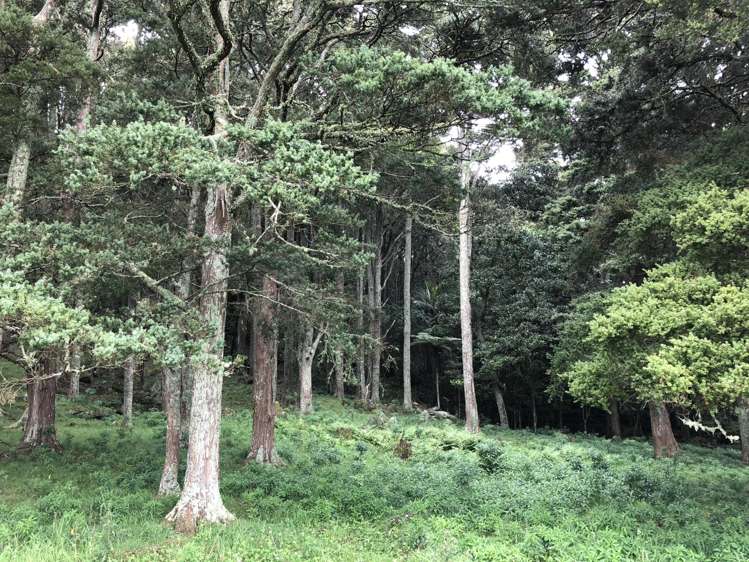 145 Bint Road Maungakaramea_9