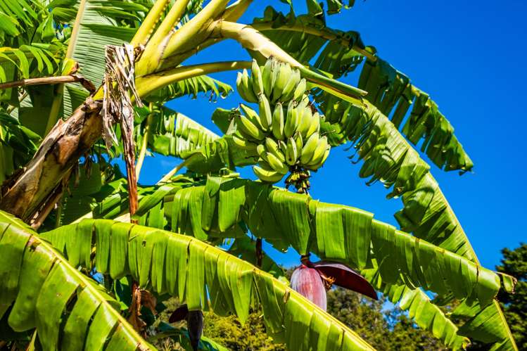 373 Fern Flat Road Peria_23