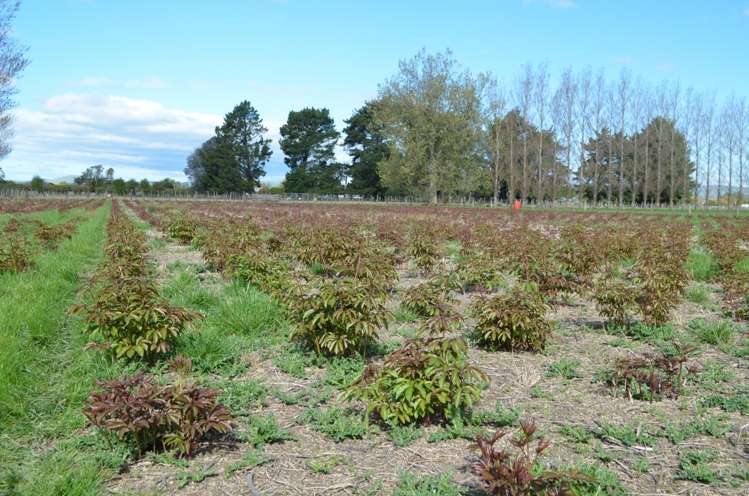 83 Boundary Road Upper Plain_13