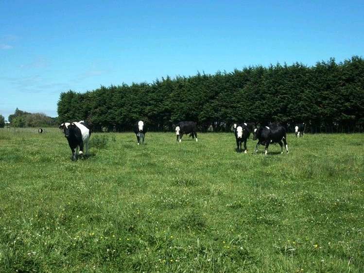 30 Kimberley Road Levin_10