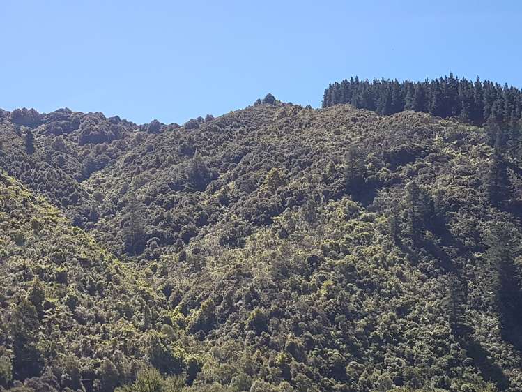 946 Mangatarere Valley Road Carterton_6