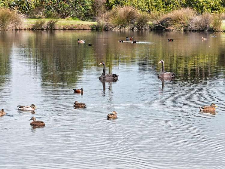 2008D Cove Road Mangawhai_23