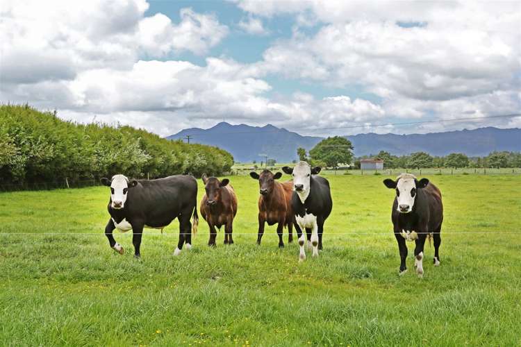 392 Ngarua Road Waitoa_6