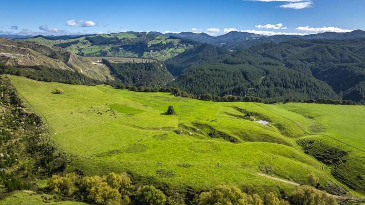 888 Kakariki Farm Road Kotemaori_25