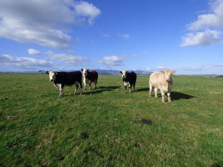 210 Valley Road Bunnythorpe_5