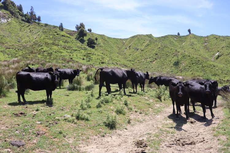 1099 Mataro Road Urenui_7