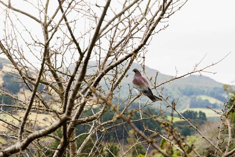 36 Cardigan Street North East Valley_16