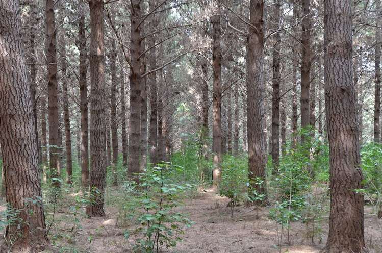 465 Tumbledown Bay Road Port Underwood_16