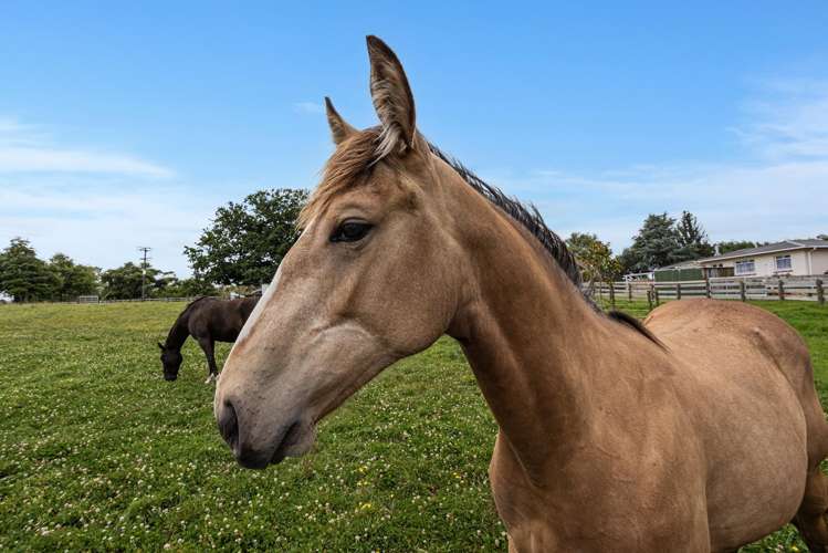 1378 Pipiwai Road Ruatangata West_30