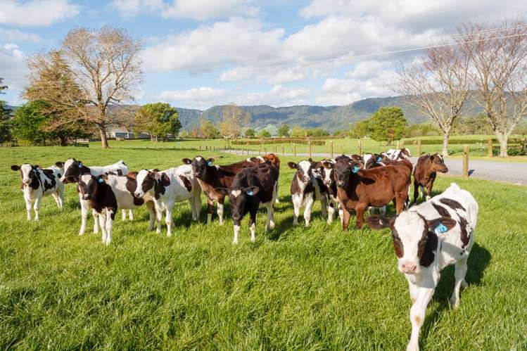 72 and 82 Harding Road Matamata_16