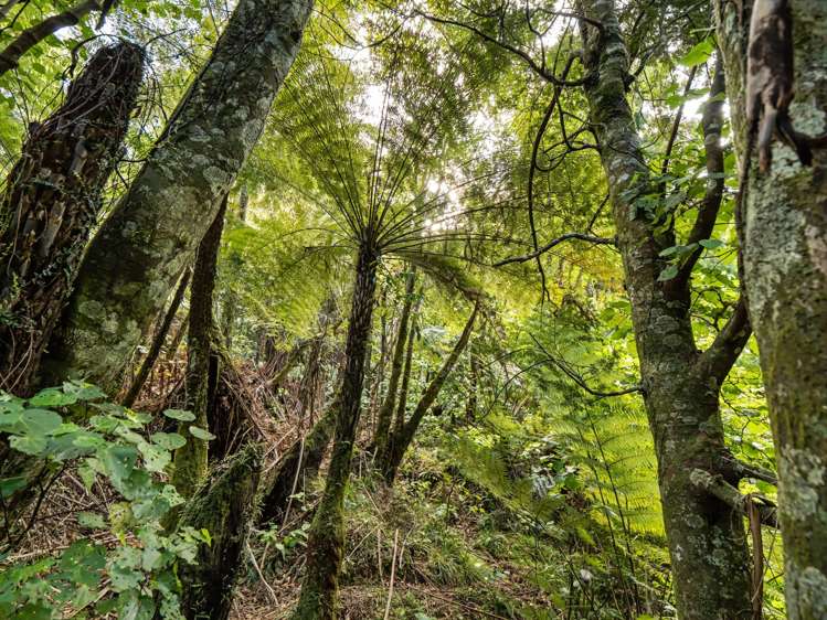 677 Work Road Whakamarama_37