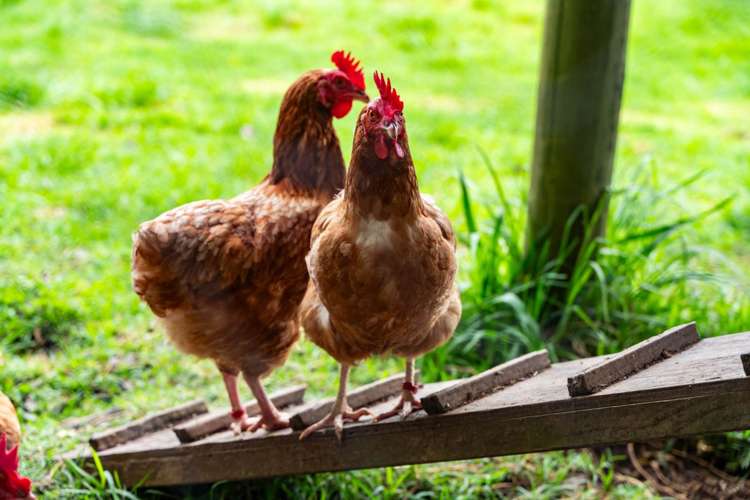 73 Ranganui Road Kaiwaka_48