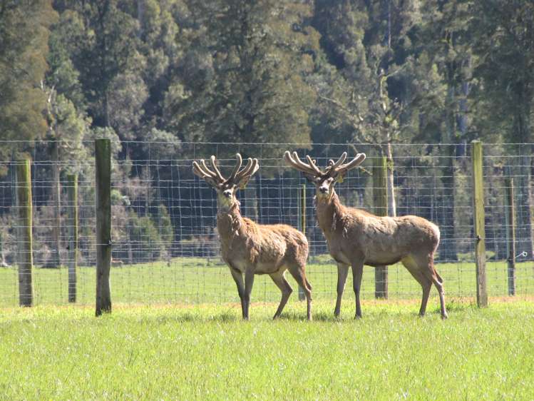 97b Cook Flat Road Fox Glacier_23