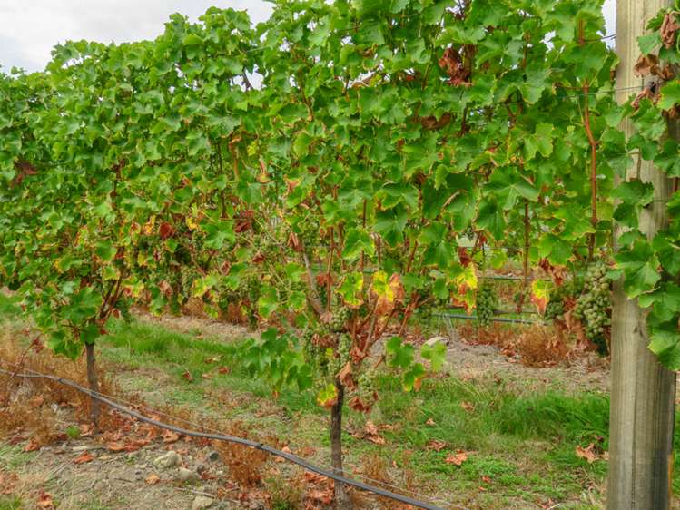 1089 Waihopai Valley Road Waihopai Valley_7