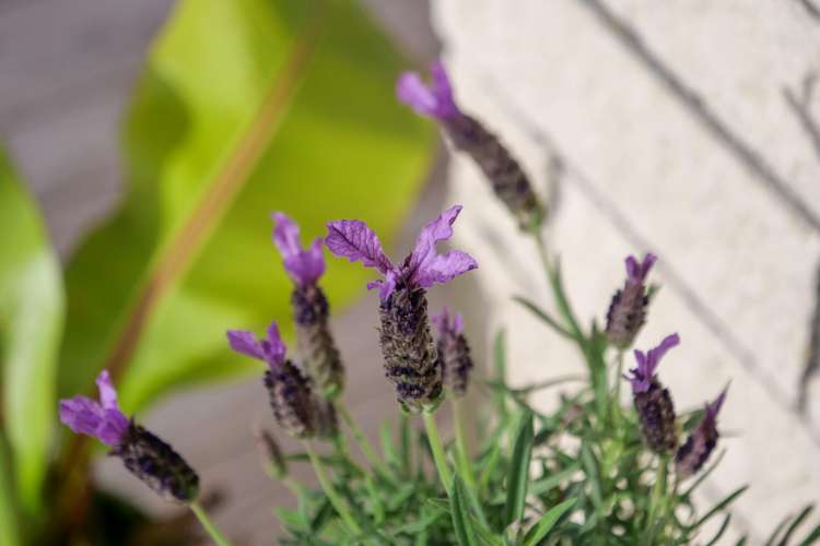 105b Ranch Road Mount Maunganui_27