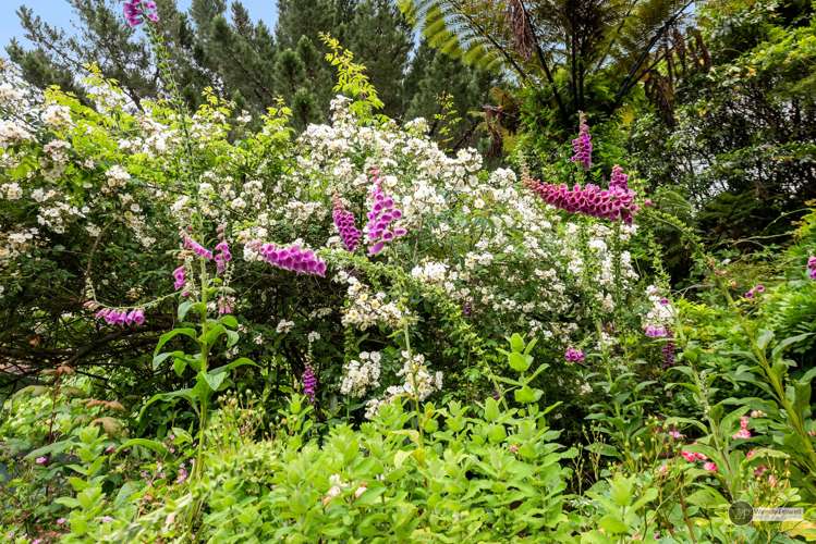 6 Puriri Street Miramar_18