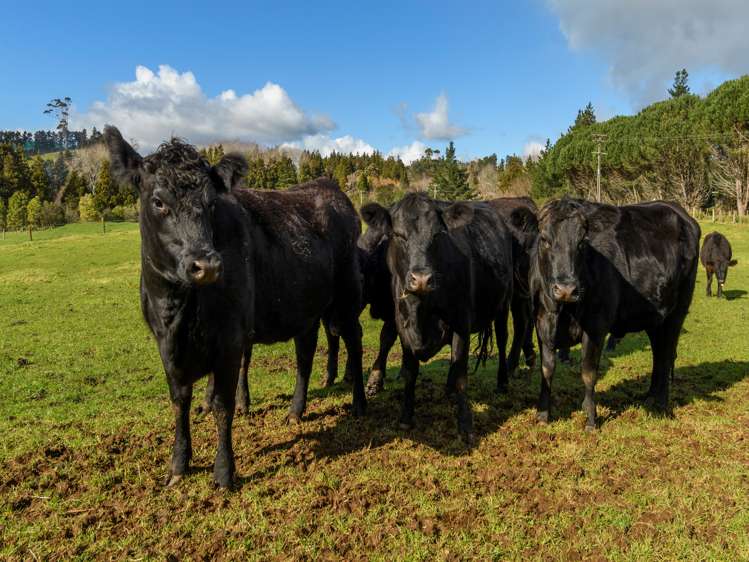 80 Upland Road Aongatete_18