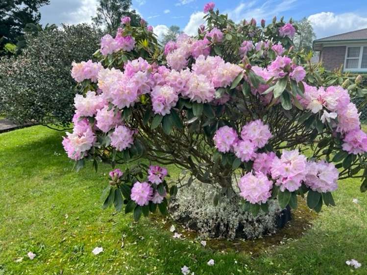 92 Reservoir Street Putaruru_17