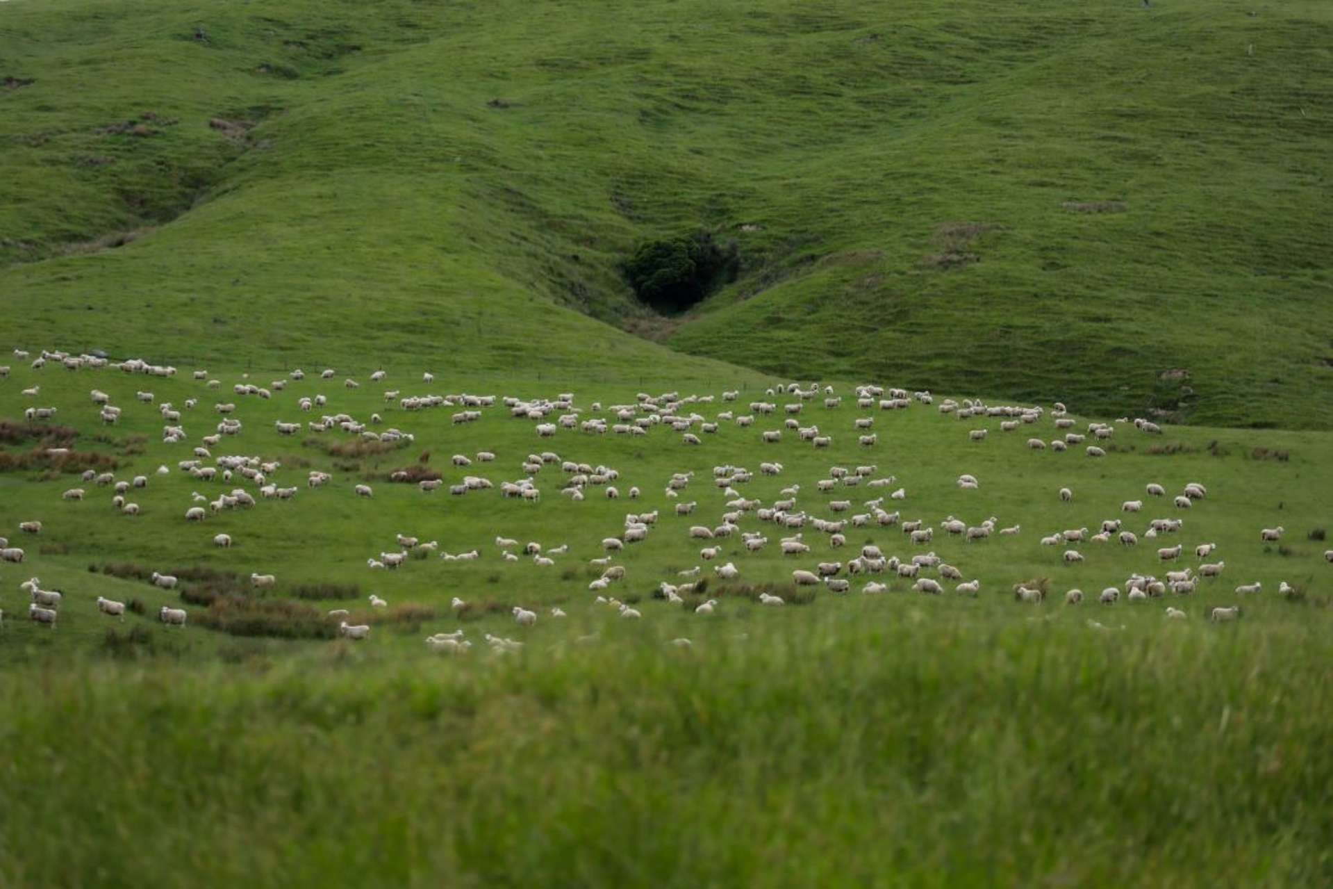 463 Waihi Valley Rd Dannevirke_0