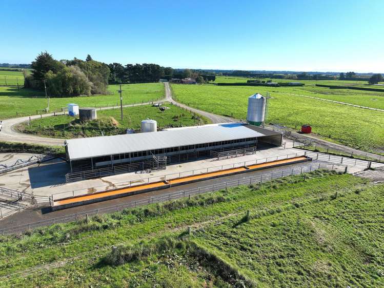 12 Shand Road, Farm 1 Rimu_5