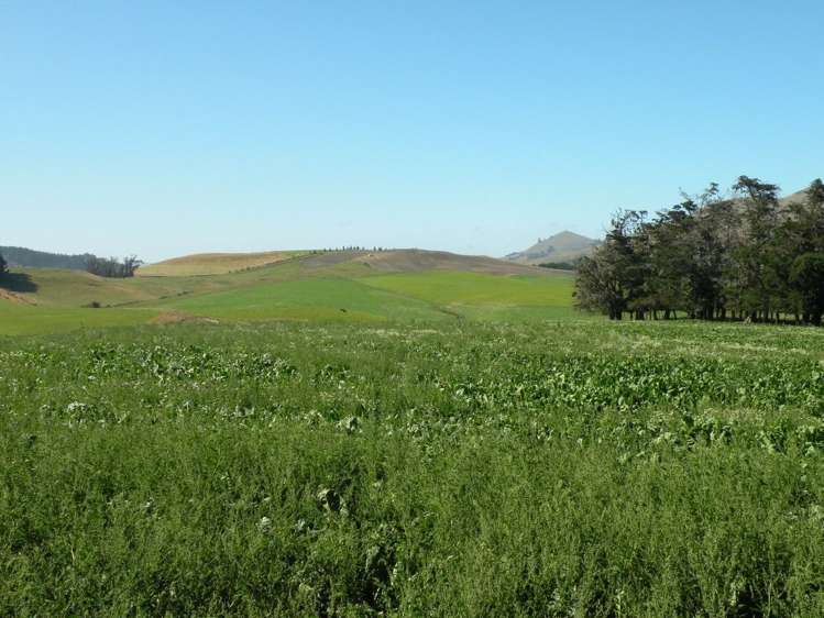 432 Flag Swamp Road Flag Swamp_4