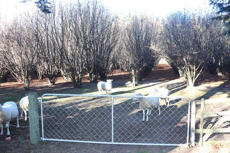 49/53 Special School Road Otekaieke_28