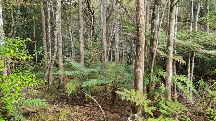 1 Knudsen Road Awarua_38