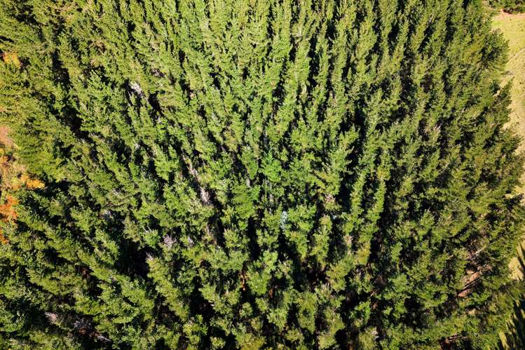 8P Davaar Road Greta Valley_25