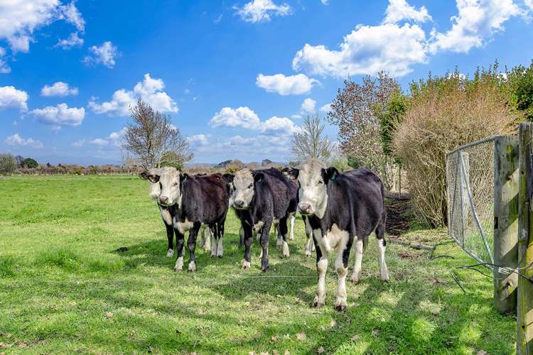 54C Hartstone Road Te Kowhai_6