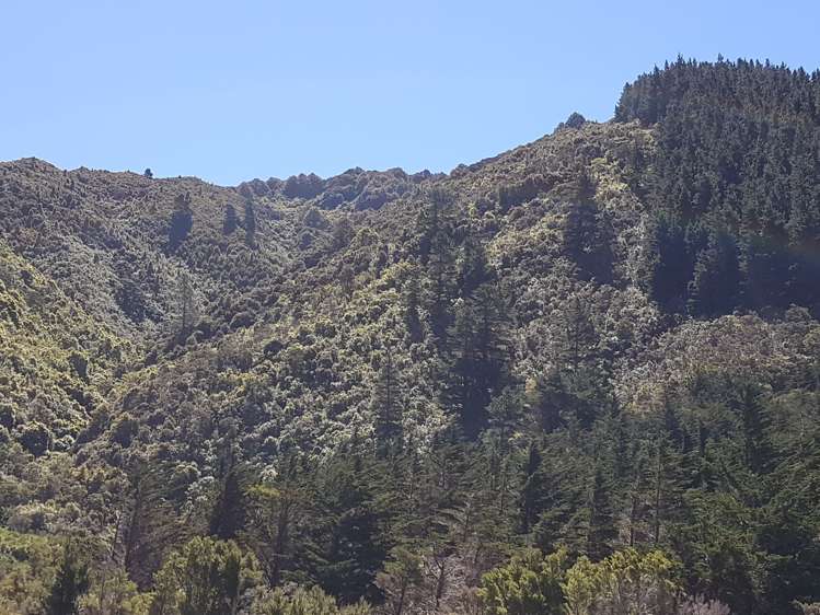 946 Mangatarere Valley Road Carterton_8