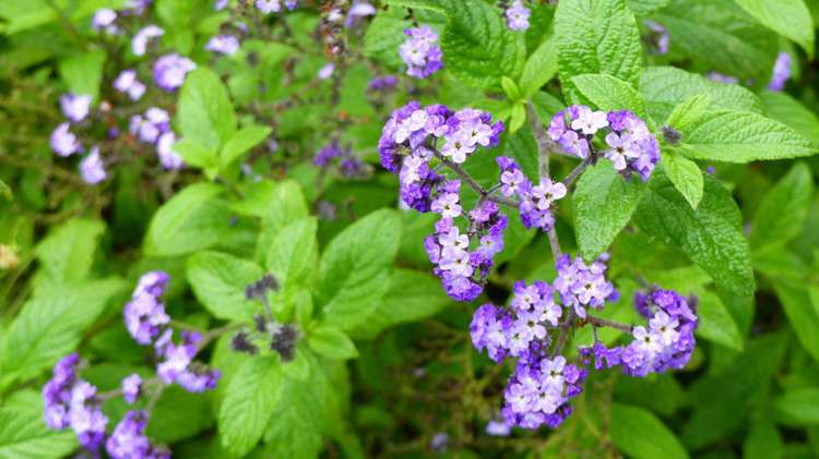 53 Kitewaho Road Swanson_123