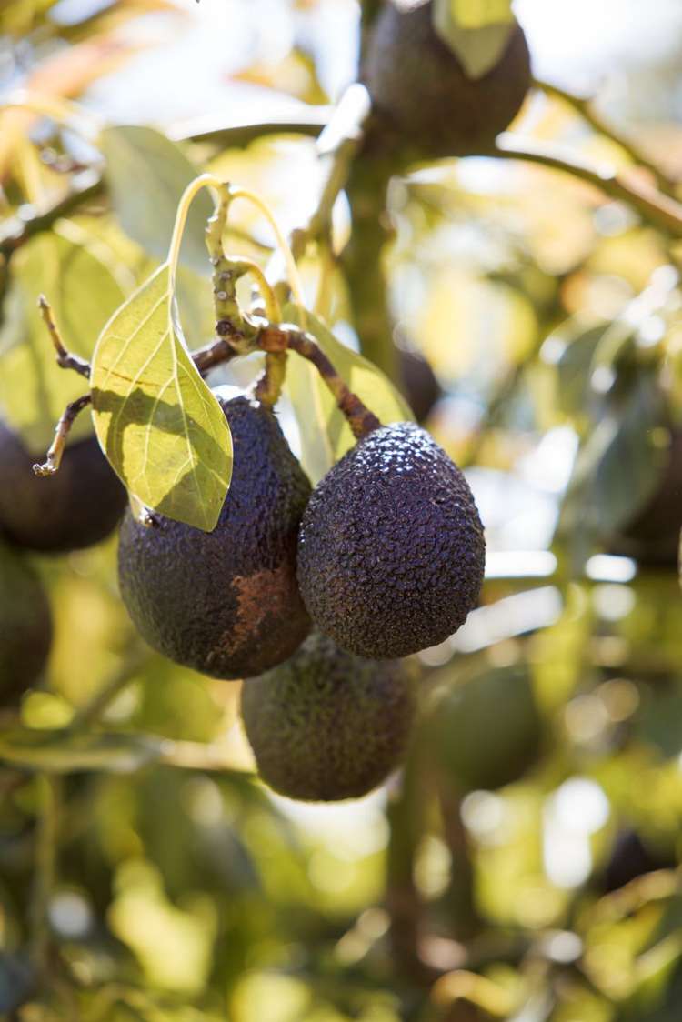 58B Wilson Rd South Paengaroa_31