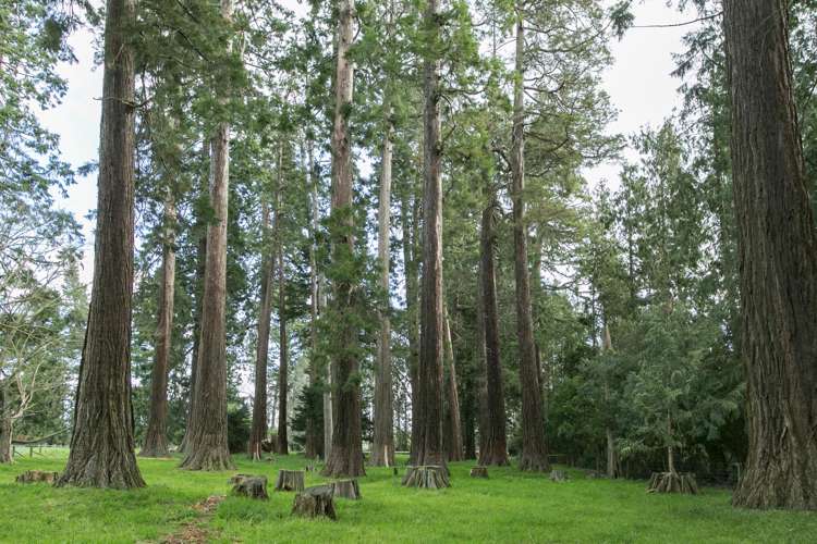 100 Beach Road East Ashburton_35