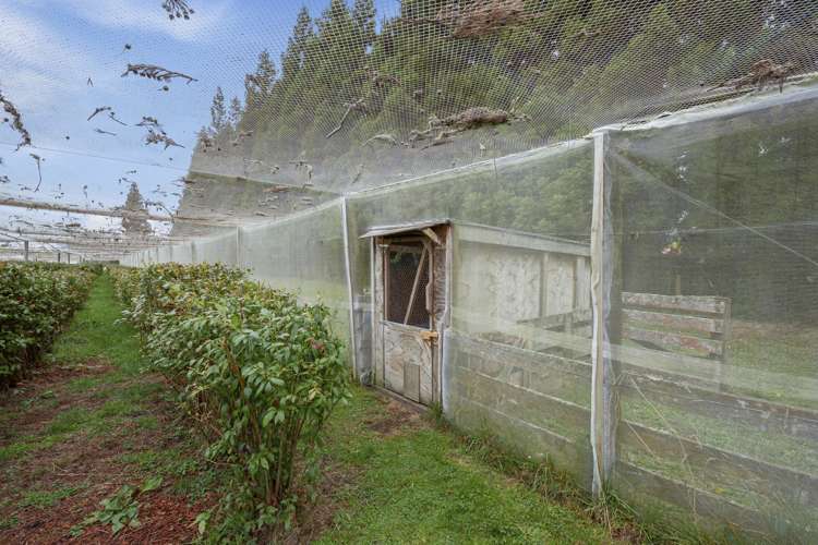 40 Owhango Road Owhango_22