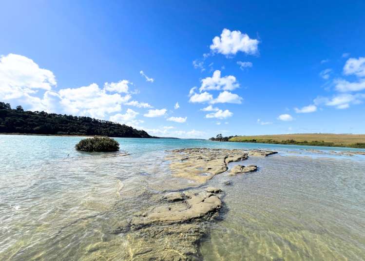 17 Okura River Road Okura_15