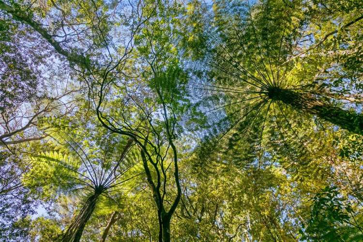 232 Hikuai School Road Hikuai_17