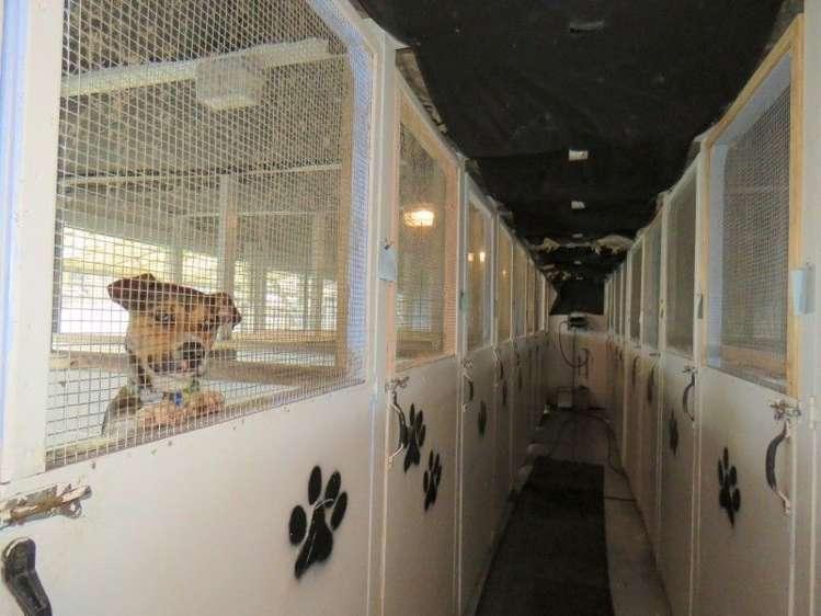 255 Gibbon Road Morrinsville_26